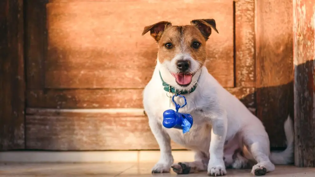 Eco-friendly pet products